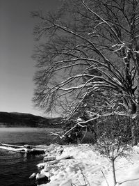 Bare trees on landscape