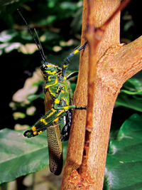 Close-up of insect on tree