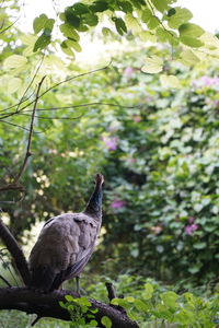 Bird perching on a tree