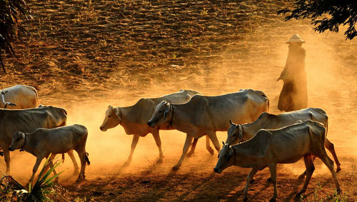 Person walking with cows on field during sunset