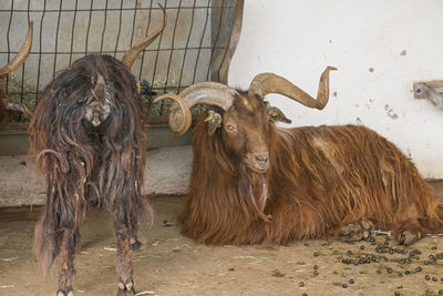 Two palmera goats.