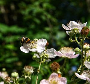 Close-up of bee pollinating on flower