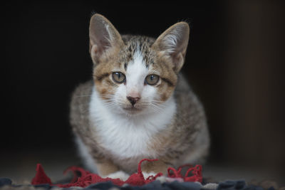 Close-up portrait of cat against black background