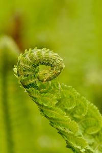 Close-up of caterpillar on plant