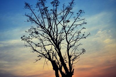 Low angle view of silhouette bare tree against sky