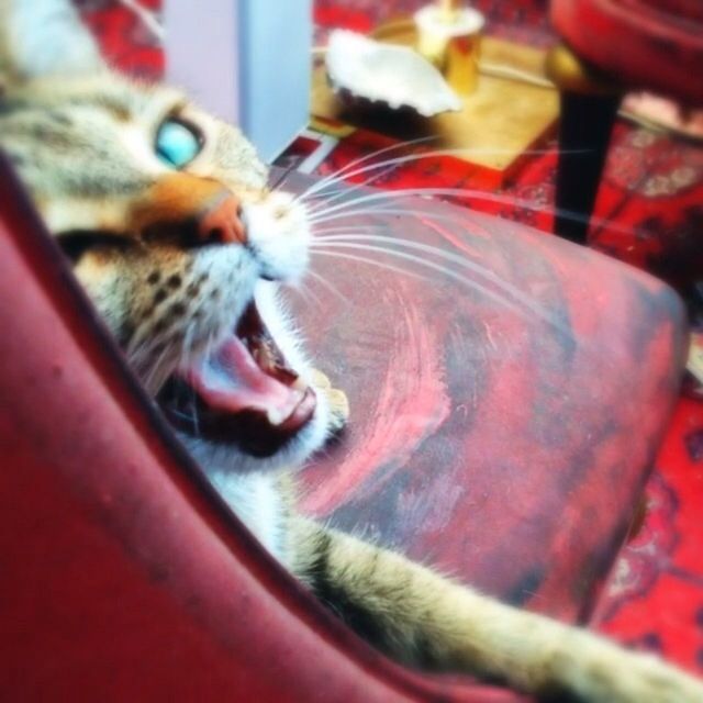 Yawning cat