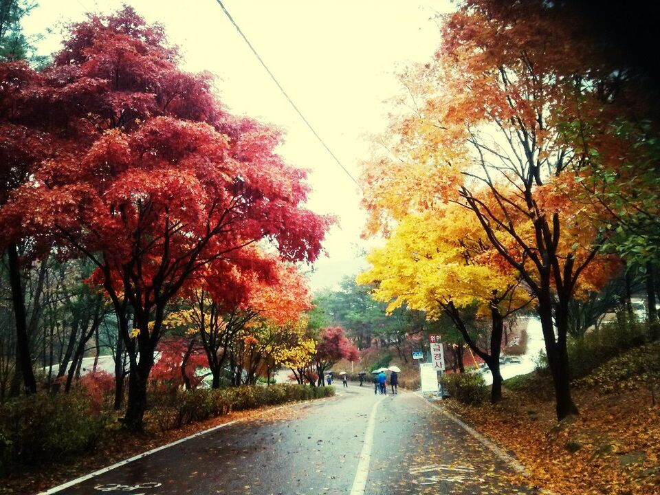 tree, autumn, season, change, street, road, built structure, transportation, building exterior, nature, reflection, car, architecture, orange color, branch, growth, the way forward, city, day, tranquility