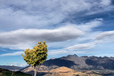 Tree on rock against sky