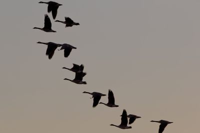 Low angle view of silhouette birds flying against clear sky