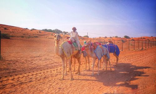 Man riding camel in desert during sunny day