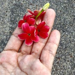 Close-up of hand holding pink flower