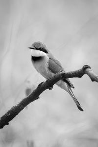 Close-up of bird perching on branch