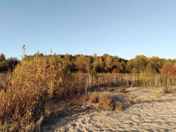 Scenic view of trees against clear sky