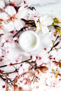 Close-up of white cherry blossom