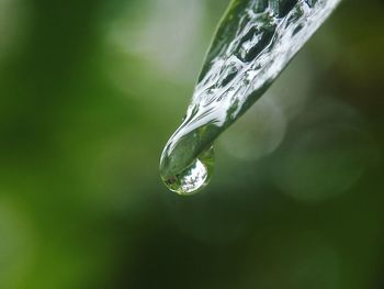 Close-up of water drops on plant