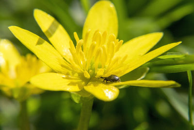 Close-up of bee pollinating on yellow flower