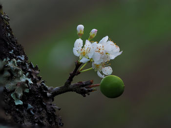 Close-up of apple blossoms in spring