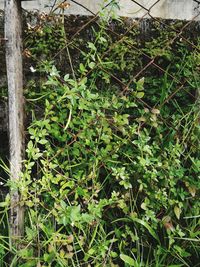 Close-up of plants growing on field