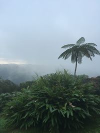 Palm trees against sky