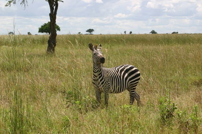 Zebras standing on grassy field