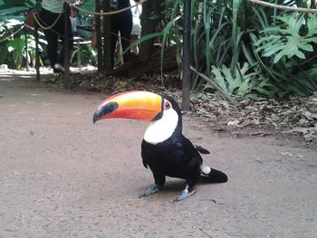 Bird perching on ground