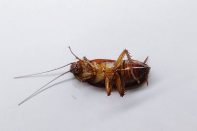 High angle view of insect on white background