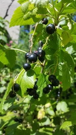 Close-up of fruits on tree