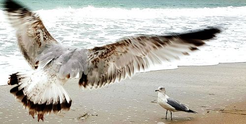 Birds flying over water