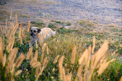 View of dog on field