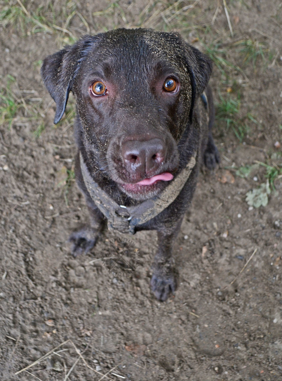 one animal, animal themes, domestic animals, pets, dog, mammal, looking at camera, portrait, field, focus on foreground, animal head, outdoors, day, footpath, zoology, snout, no people, loyalty