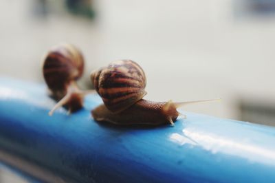 Close-up of snail