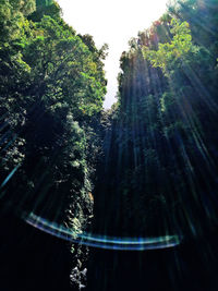 Low angle view of trees