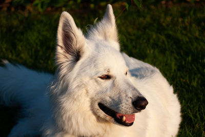 Close-up of dog looking away