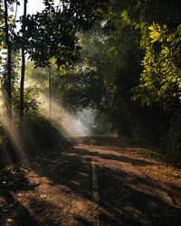 Road amidst trees