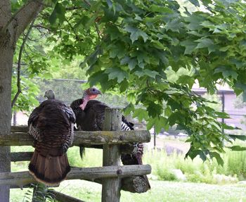 Bird perching on tree