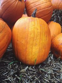 Pumpkins in autumn