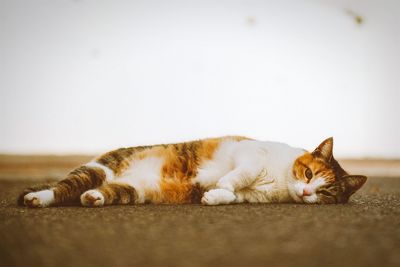 Cat resting on bed