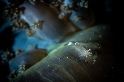 Close-up of fish underwater
