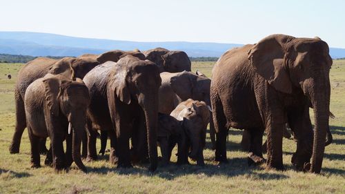 Elephants standing on landscape