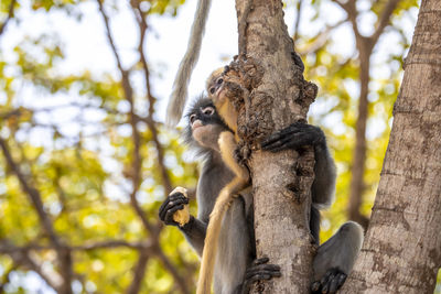 Low angle view of monkey on tree