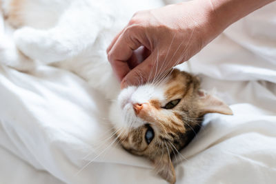 Full length of hand holding cat on bed