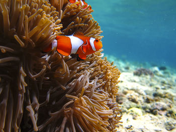 View of fish swimming in sea