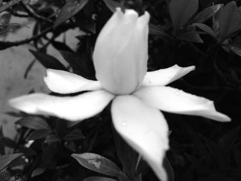 Close-up of white flowers