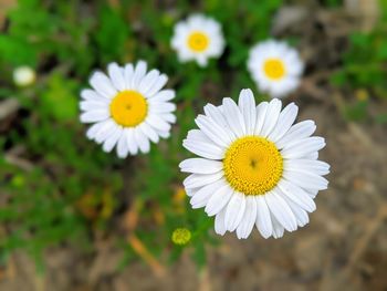 Close-up of white daisy