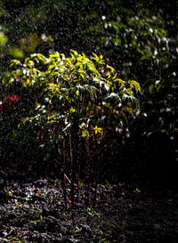 Plants on field during rainy season