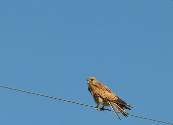 Low angle view of eagle perching against clear blue sky