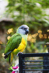 Close-up of parrot perching on railing