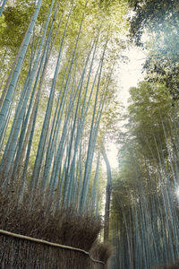 Low angle view of bamboo trees in forest