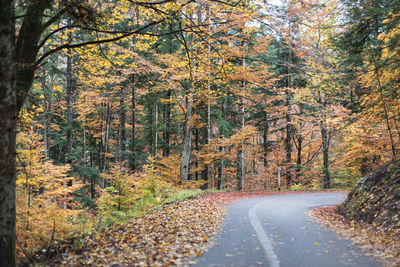 Road amidst trees in forest during autumn