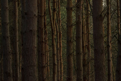 Pine trees in forest